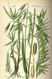 burn-out avena sativa