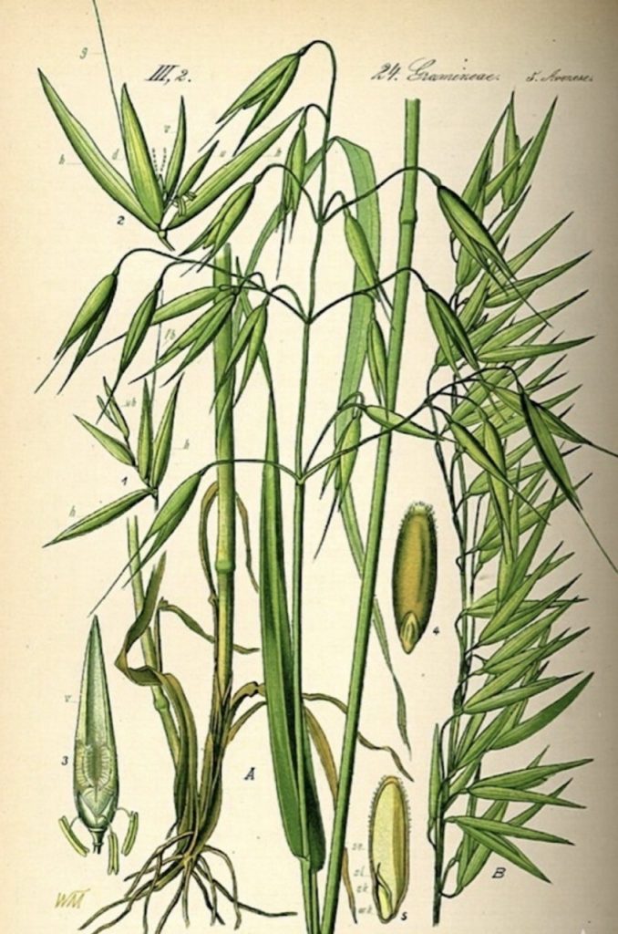 burn-out avena sativa