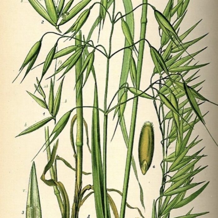 avena