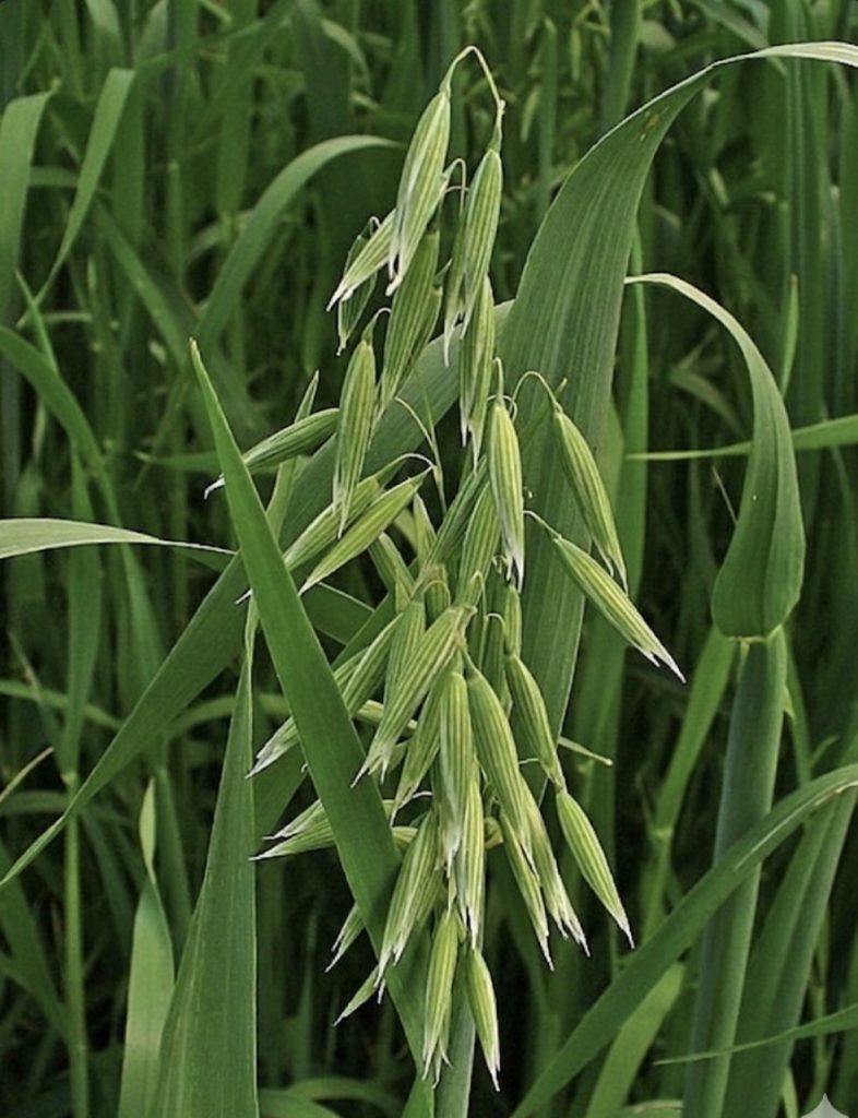burn-out avena sativa