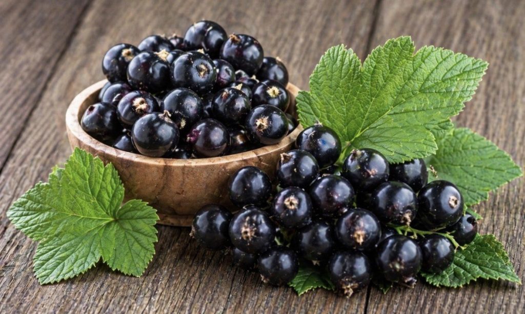 ribes nigrum