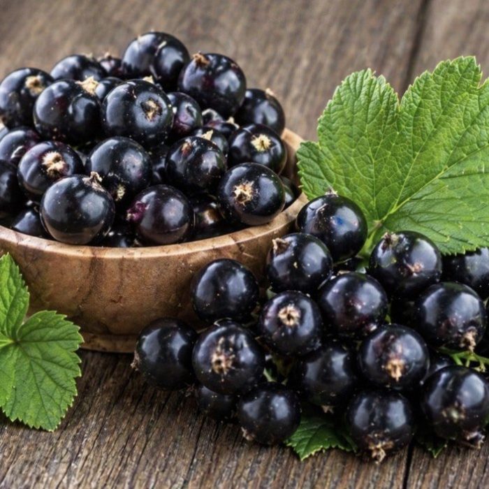 ribes nigrum