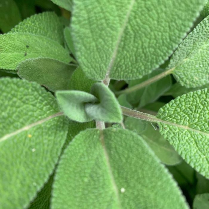 salvia