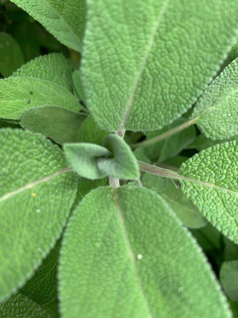menopausa e salvia officinalis